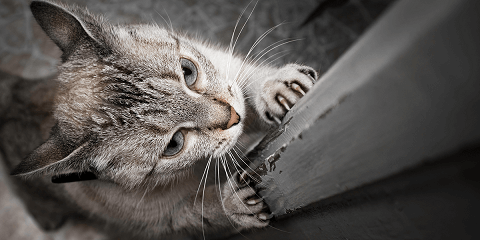 Calico cat clawing the door